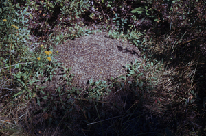 Ant hill ringed with sheep sorrel (Rumex acetosella) on southern branch of Lower Loop Trail.