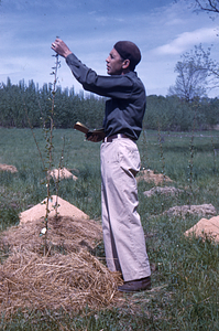 Frank E. Cunningham inspecting a Rooted Hybrid Poplar Sapling in spring 1954.