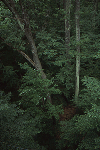 View north from the west end of the canopy walkway.