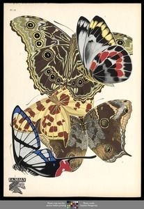Papillons. Plate 15