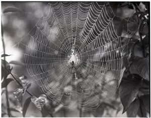 Spider web and spider