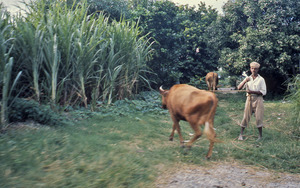 Barbados cowherd