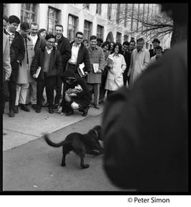 Boston University students watch a dog reacting to windup toys on the street