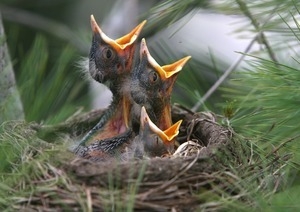 Trio of baby robins in Seekonk.