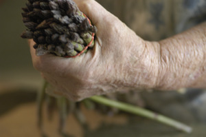 Hibbard Farm: close-up of a woman's hands while bunching asparagus