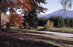 Front yard of 336 Bulkley St. Williamstown looking toward Mt. Williams.