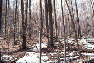 Birch Strips - White Birch Regeneration Study - White Birch Study Area. Isolation Strip 2.5