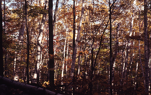 Paper birch east of house site between Middle and South Branches of Birch Brook.