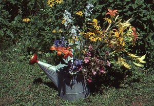 Floral still-life in the Buxton Garden.