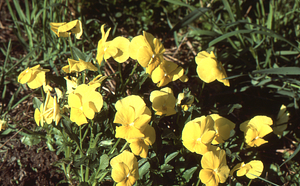 Golden pansy in Buxton Garden.