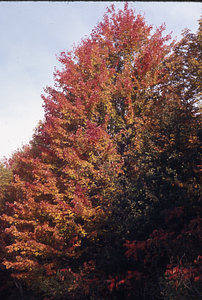 Mid-October medium view of USFS red maple (Acer rubrum) plantation GP-01-54 showing phenological variation in leaf coloration.