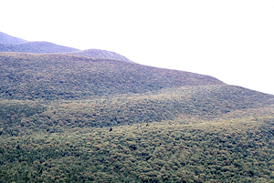 Aerial oblique view Middle and South Branches Birch Brook watershed ridges on 28 May 1972 in the Hopkins Forest.