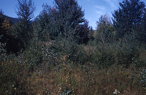 European larch Planted in 1949 on bulldozed plot of Hardhack Study --Block 1.