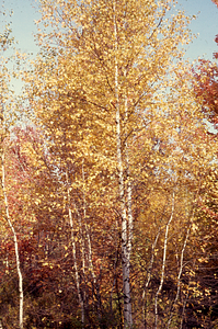 Grey birch in old pasture inside Lower Loop Trail.