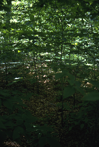 Beech (Fagus grandifolia) saplings in Moon Hollow.