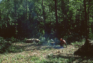 Wilson Greatbatch genetic plantation regeneration project image 5. Donald Campbell, Class of 1984, clearing in-growth from plantation.