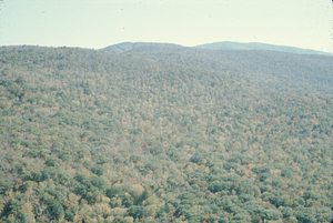 Aerial oblique view of North Branch Birch Brook ca. Plot 0416 on 14 October 1971.