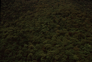 Aerial oblique closer view of Middle Branch of Birch Brook on 28 May 1972 in the Hopkins Forest.