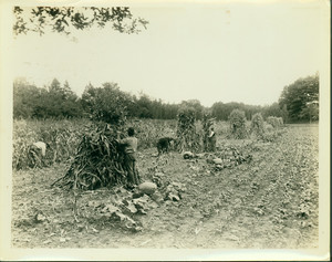 Farm scene depicting the gathering of crops, undated