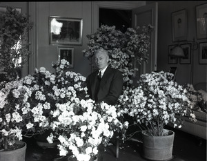 Ben Niseketm [sic], seated indoors among blooming azaleas in pots (P.P. 327 Commonwealth Avenue)
