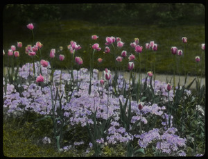 Mrs. Churchill (phlox? And tulips)