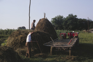 Old-fashioned haying, Orašac
