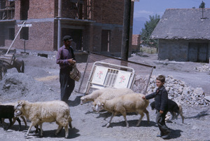 Boy and sheep in Ohrid