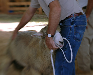 Franklin County Fair: Sheep being shown