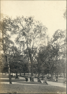 Tree Number One Hundred Ten in the Boston Common