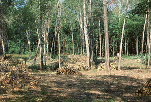 Wilson Greatbatch genetic plantation regeneration project image 13. Donald Campbell (Williams Class of 1984) next to wood pile.