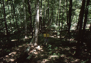 Birch Strips - White Birch Regeneration Study - White Birch Study Area. Strip Treatment Plot 3.5C. Landscape orientation.