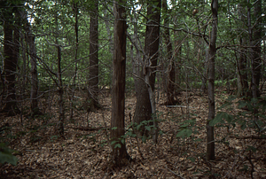 Hayscented Fern Study. 9. Permanent plot near Taconic Range ridge.