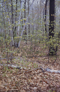Potter's Pasture site in North Branch Birch Brook.