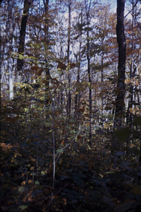 Forest vegetation in permanent plot 1209.