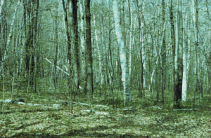 Paper birch (Betula papyrifera) invasion in cultivated area in Bovee Farm in the South Branch of Birch Brook Watershed, permanent plot 0910.