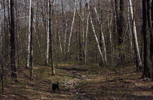Paper birch (Betula papyrifera) in Bovee Farm in the South Branch of Birch Brook Watershed, permanent plot 0910.