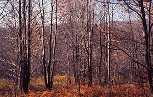 Red maples in old pasture along southern leg of Lower Loop Trail.