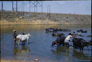 Washing oxen in Bangalore