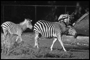 Three-month old zebra and mother at the Roger Williams Park Zoo
