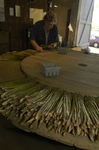 Hibbard Farm: woman at a round table, sorting and bunching asparagus