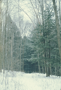 Hemlock Grove on Robinson-Towers Tract