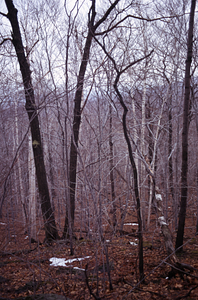 Red oak (Quercus rubra) discontinuity on old field line with paper birch (Betula papyrifera) and beech (Fagus grandifolia) on cultivated area downhill on ridge dividing North and Middle Branches of Birch Brook.
