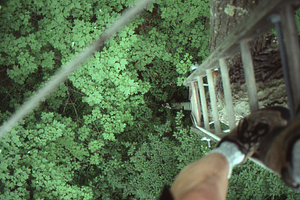 Josh Solomon (Class of 1997) decends the canopy walkway.