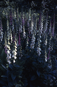 Foxglove (Digitalis purpurea) persisting in the Buxton Garden site along Carriage Road trail.