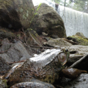 Frog looking at the Dam