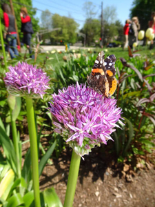 Butterfly in library perennial garden