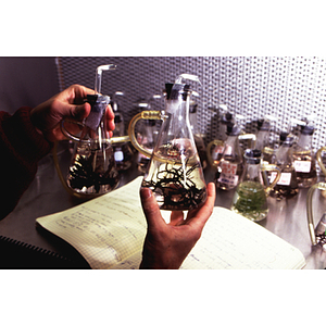 Marine biologist holding beakers containing samples