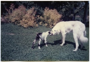 Maya the dog meeting Zetta the baby goat