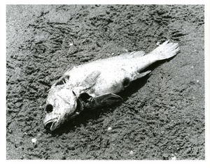 Dead fish: Wisconsin River