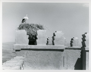 Nest on kasbah roof